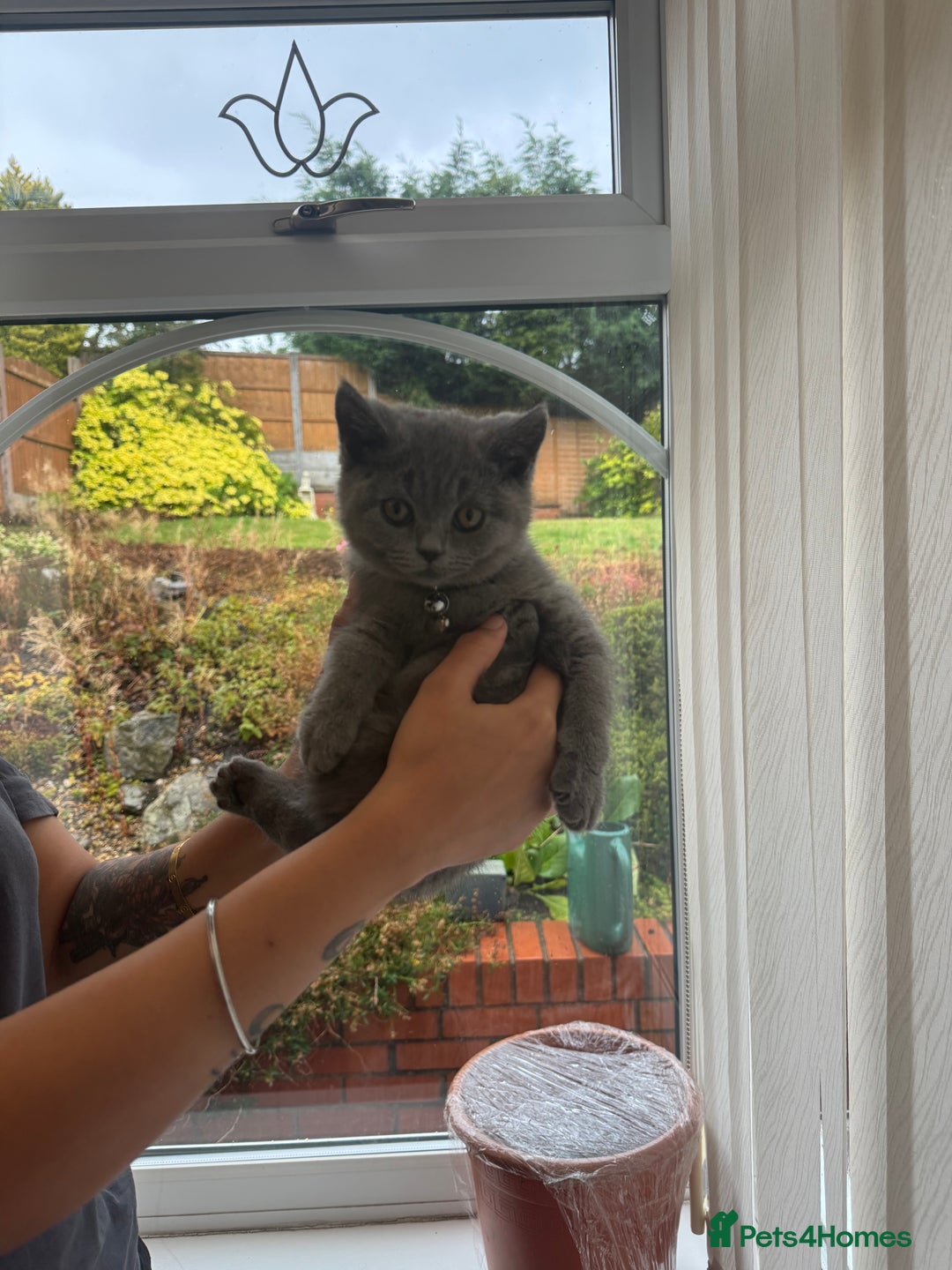 British Shorthair cats for sale: British Shorthair KITTEN - Image 3
