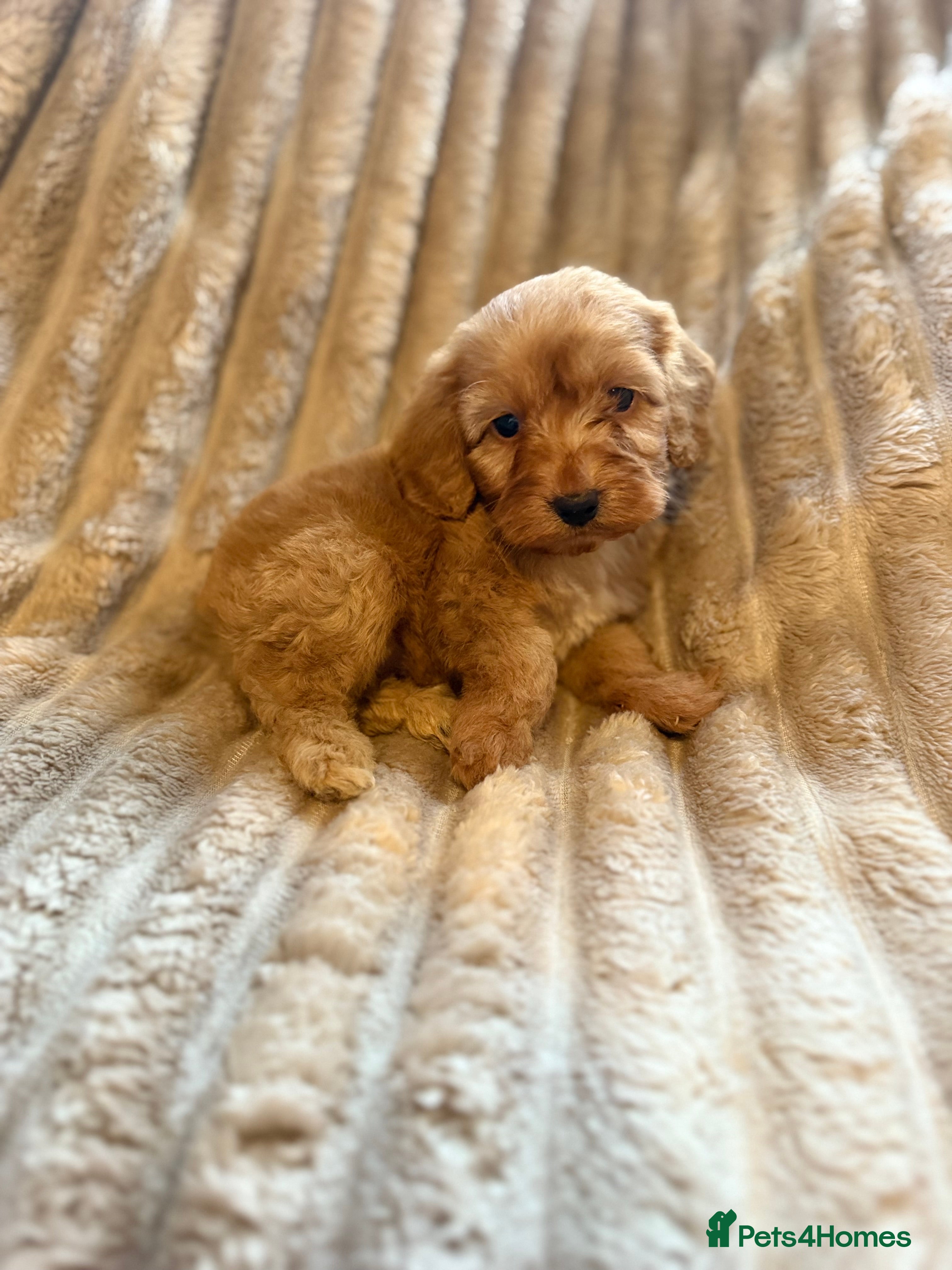 Cockapoo dogs Cockapoo F1B STUNNING COLOURS 4 available - Advert 11