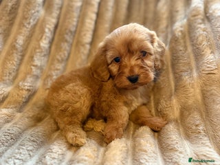 Cockapoo dogs Cockapoo F1B STUNNING COLOURS 4 available - Advert 11