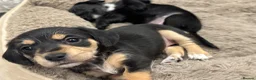 Mixed Breed dogs for sale: Mauxie Fluffy puppies maltese X dachshund mini in Scunthorpe - Advert 12
