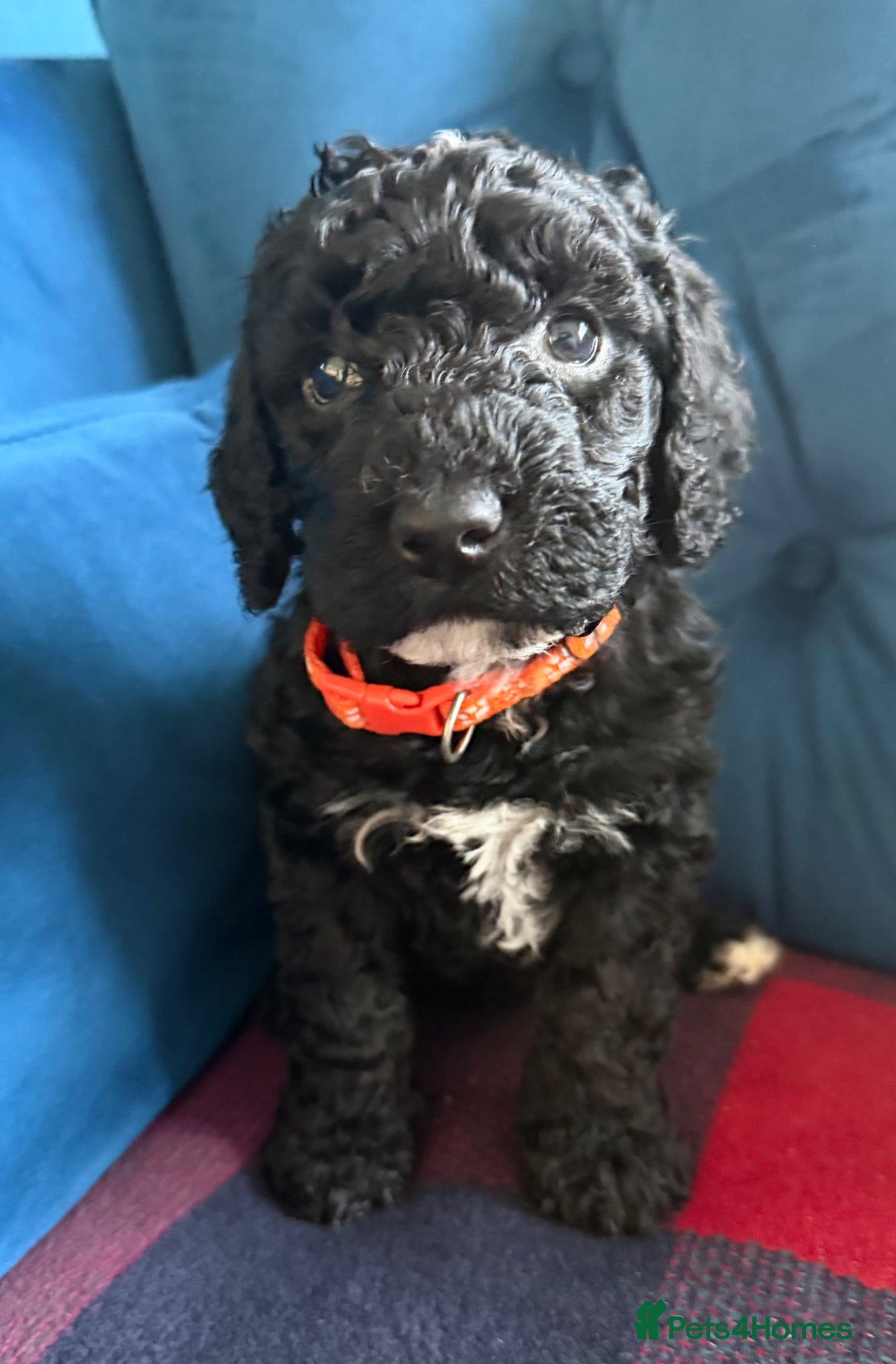 Cockapoo dogs F2 Miniature Cockapoos (last boy) - Advert 16