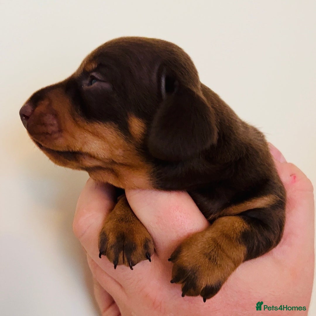 Miniature Dachshund dogs for sale: Beautiful healthy baby miniature dachshunds 🐾 - Image 4