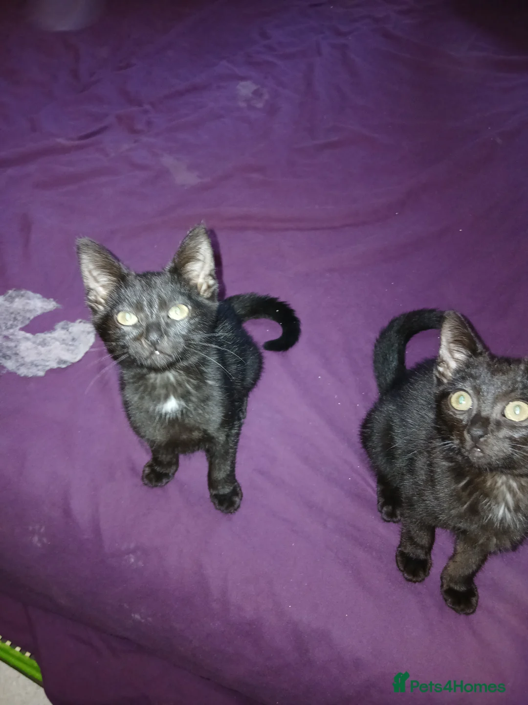 British Shorthair cats for sale: Kitten in Birmingham - Advert 2
