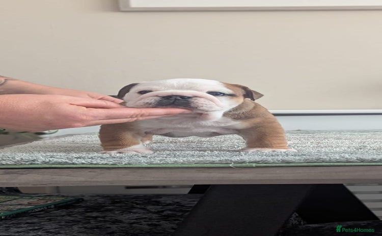 English Bulldog dogs - Advert 4