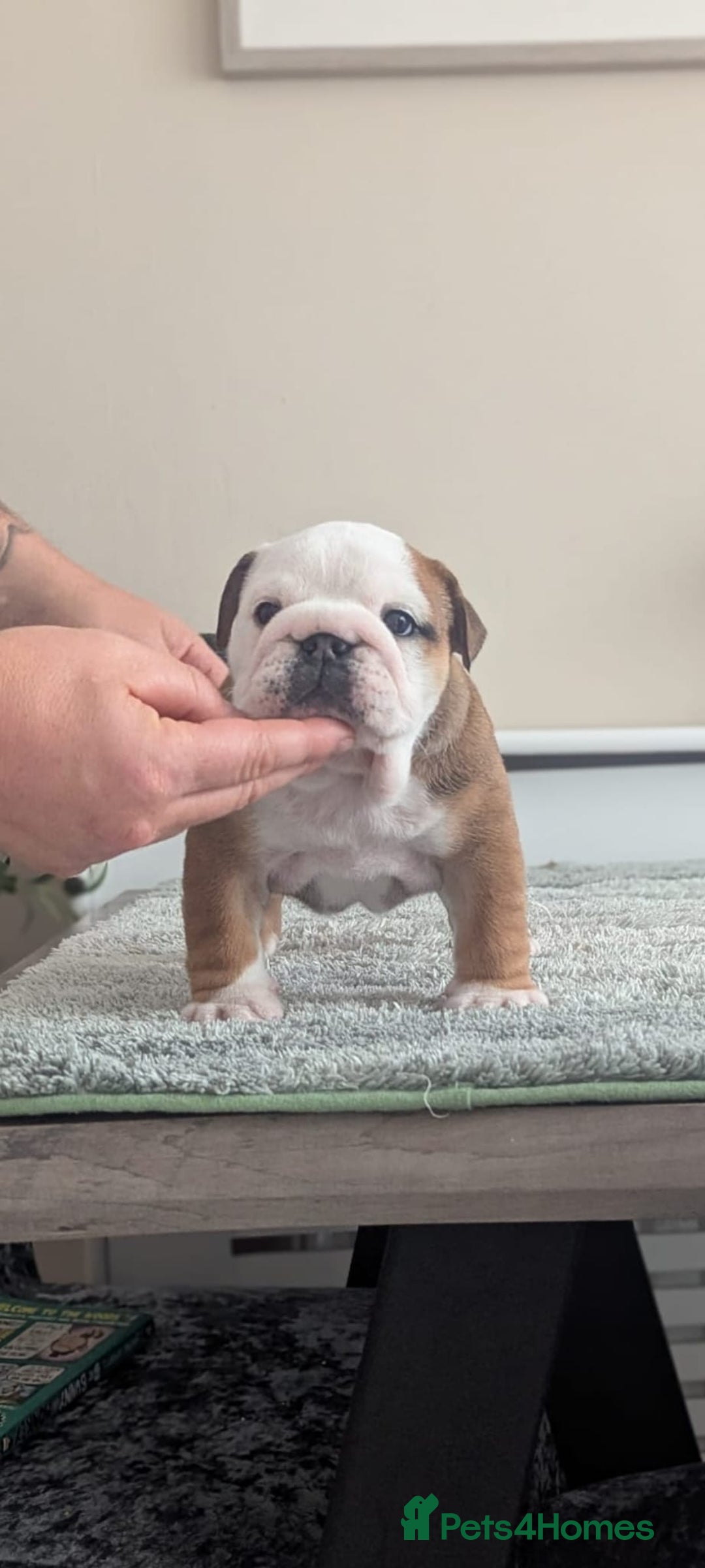 English Bulldog dogs for sale: Champion sired female puppy available  - Image 1