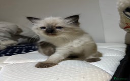 Ragdoll cats for sale: Pure Ragdoll Kittens – 8 Weeks Old–Ready in 2 Days - Advert 11