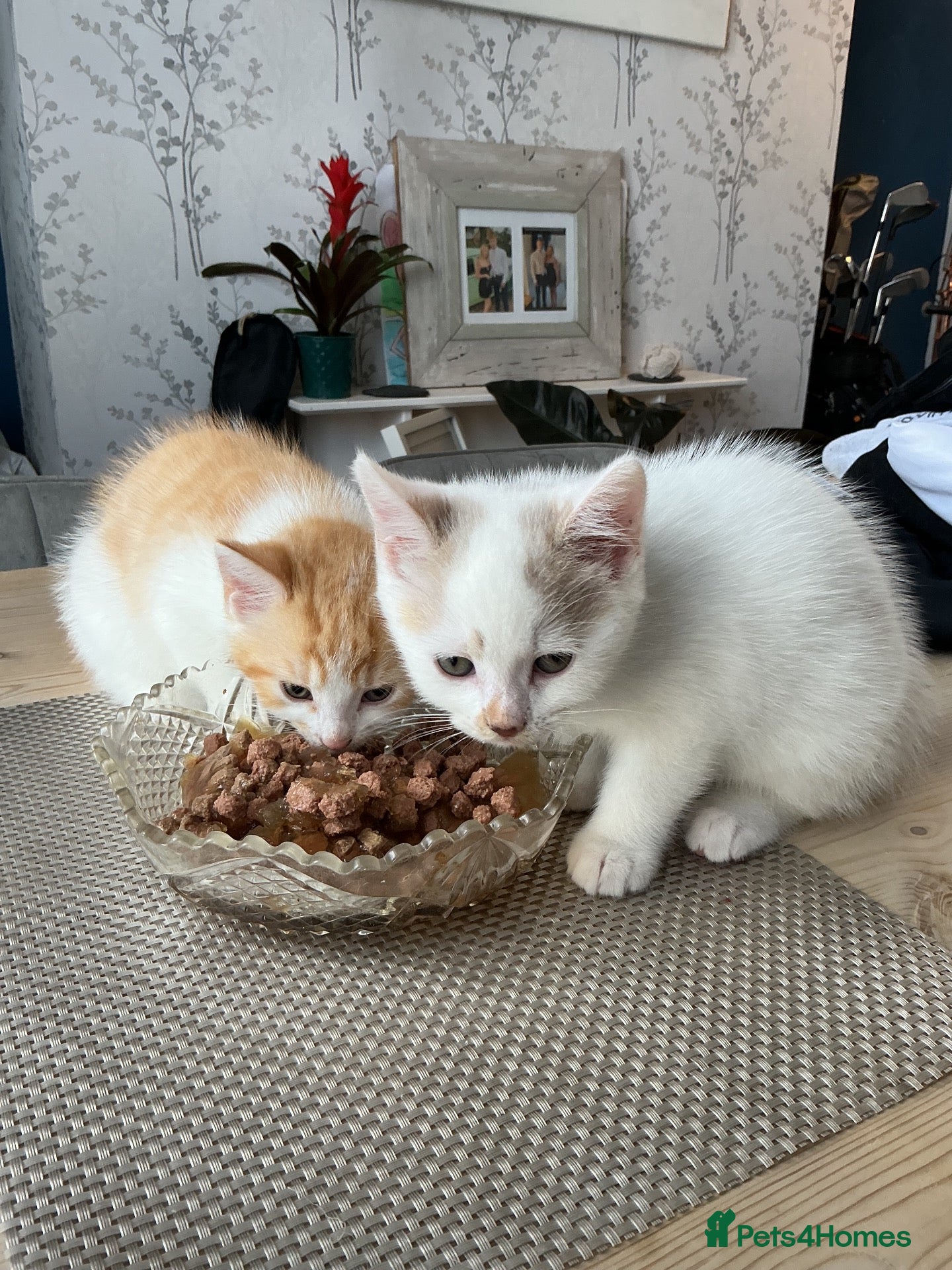 Mixed Breed cats Unusual coloured kittens - Advert 1