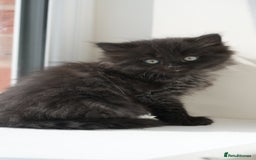 Mixed Breed cats for sale: Three Mixed kittens ( british short hair mother ) - Image 9