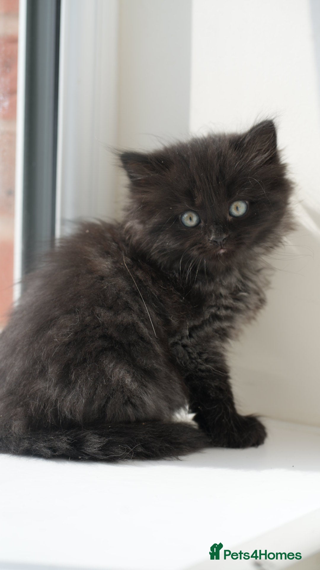 Mixed Breed cats for sale: Three Mixed kittens ( british short hair mother ) - Image 9