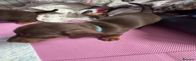 Miniature Dachshund 2