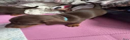 Miniature Dachshund dogs for sale: Stunning Mini Dachshund puppies for sale - Advert 39