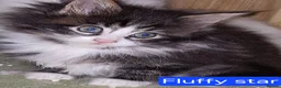 Maine Coon cats for sale: Mischievous Maine Coon kittens.  Ready now. - Advert 8