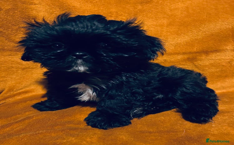 Shih Tzu dogs - Advert 2
