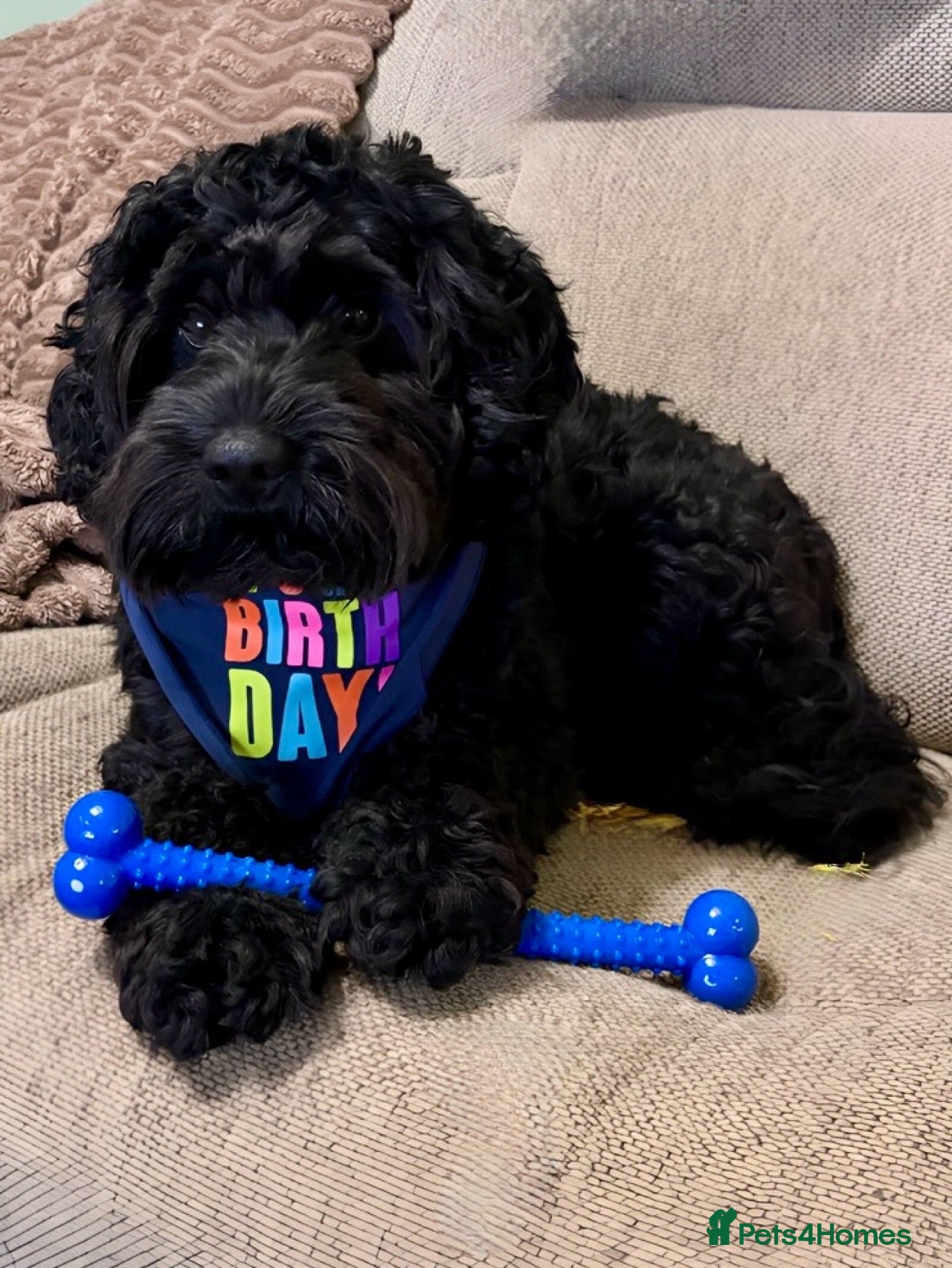 Cockapoo dogs Jasper 3 year old Black Cockapoo  in Tunbridge Wells - Advert 7