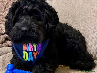 Cockapoo dogs Jasper 3 year old Black Cockapoo in Tunbridge Wells - Advert 7