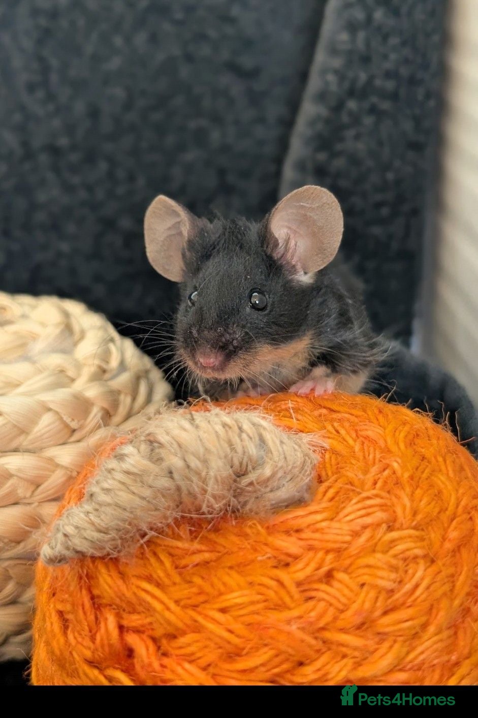 Mouse rodents *urgent* Loving home needed for Bramble 🐭🖤 - Advert 1