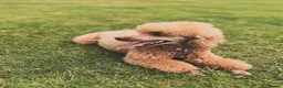 Cockapoo dogs for sale: Adorable Toy Cockapoos (F1b) - Advert 4