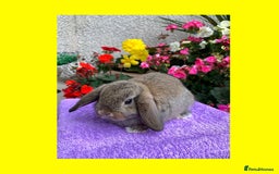 Mini Lop rabbits for sale: Gorgeous Baby Mini Lop Boy Ready Now - Image 1