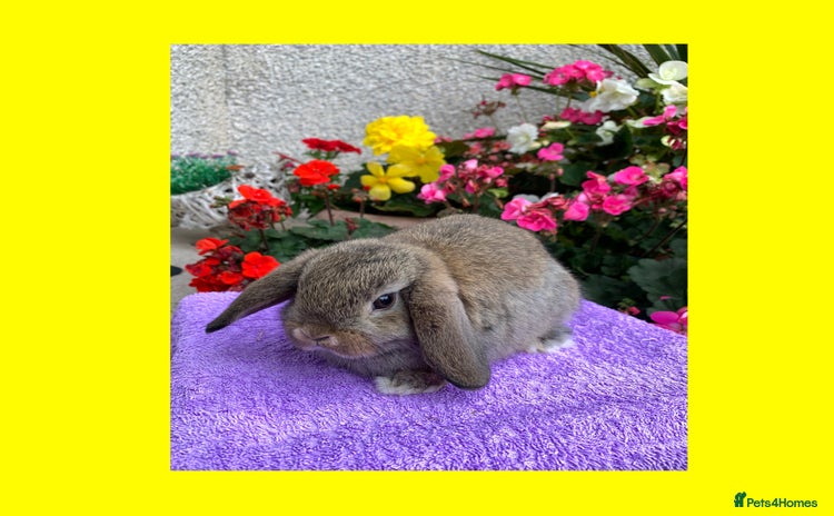 Mini Lop rabbits - Advert 4