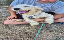 Mixed Breed dogs for adoption: Meet Petey, currently residing in Essex - Image 14