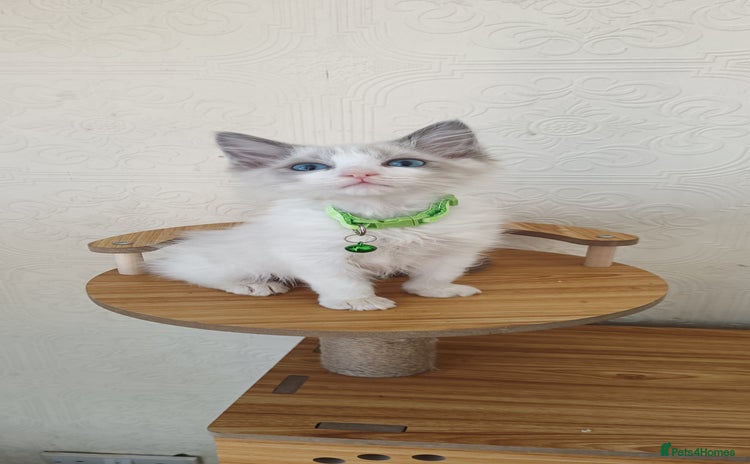 Ragdoll cats - Advert 9