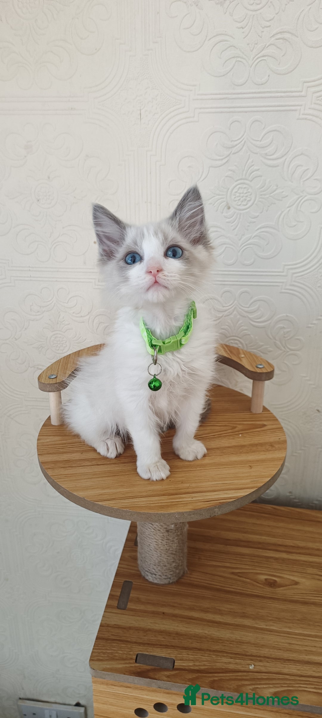 Ragdoll cats for sale: Cute Ragdoll Kittens for Sale - Image 1
