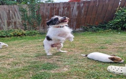 Mixed Breed dogs for sale: Jack Russel x pomeranian - Image 8