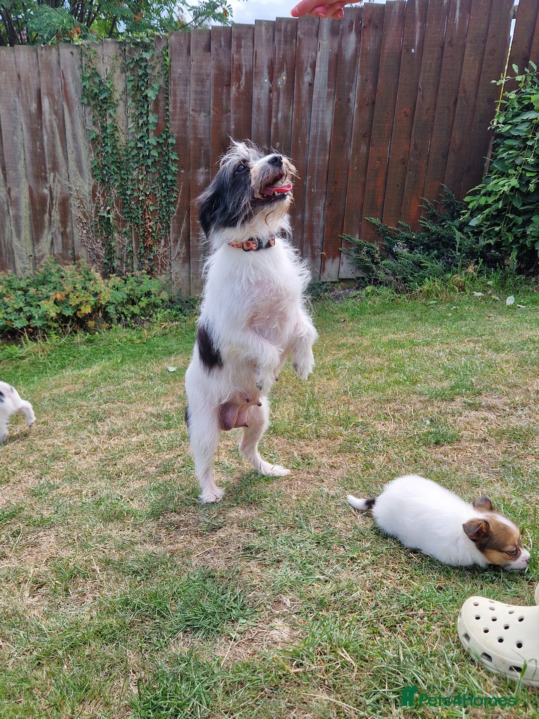 Mixed Breed dogs for sale: Jack Russel x pomeranian - Image 8