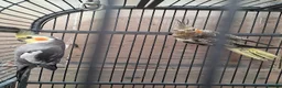 Mixed Breed birds for sale: Birds in Edgware - Advert 3