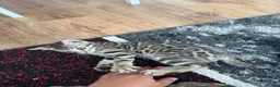 Bengal cats for sale: Bengal kittens for sale - Advert 19