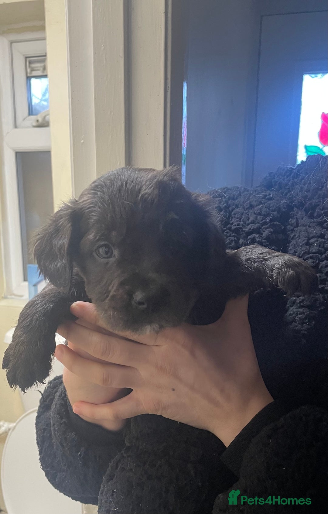 Mixed Breed dogs for sale:  Springer spaniel cross olde English bulldogge  - Advert 5