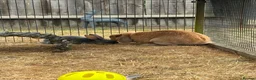 Mini Lop rabbits for sale: Bonnie  - Advert 4