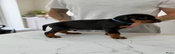 Dobermann dogs for sale: European Doberman puppies! - Advert 20