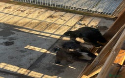 Jackapoo dogs for sale: Jackapoo Puppies for sale 🐶🐾 - Advert 6