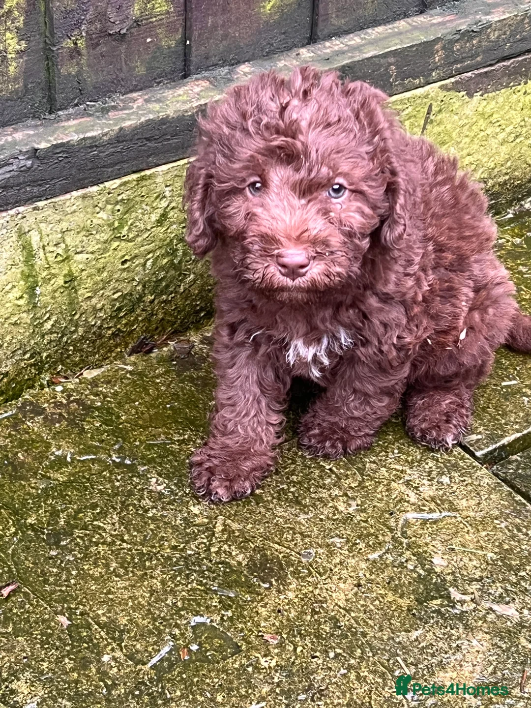 Bedlington Terrier dogs for sale: Bedlington terrier puppies ☺️ - Advert 2