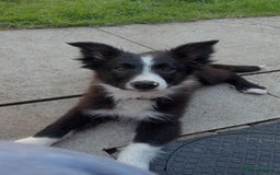 Border Collie dogs for sale: Meet Enzo - Image 1