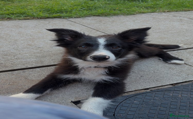 Border Collie dogs - Advert 2