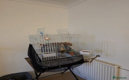 Ringnecks birds for sale: male and female 1 year old ringnecks - Image 3