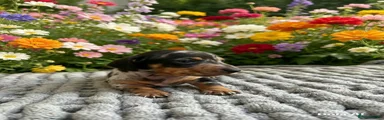 Miniature Dachshund 2
