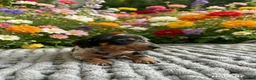 Miniature Dachshund dogs for sale: 3 strong healthy puppies  - Advert 4