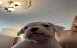 Boxer dogs for sale: Bobtail Boy from Health Tested Parents  - Image 12