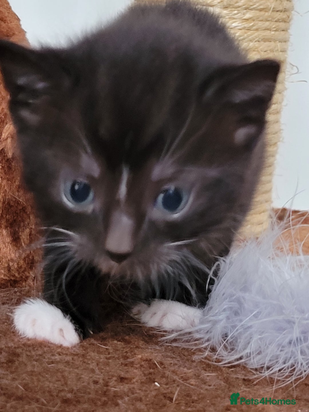 Mixed Breed cats for sale: 4 adorable kittens for sale - Image 11