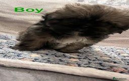 Shih Tzu dogs for sale: Beautiful puppies are looking for a new home - Image 5