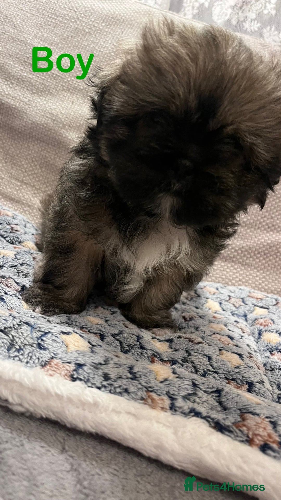 Shih Tzu dogs for sale: Beautiful puppies are looking for a new home - Image 5