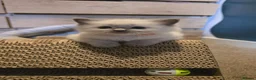 Ragdoll cats for sale: Affectionate Ragdoll Kittens Health-Tested Line - Advert 3
