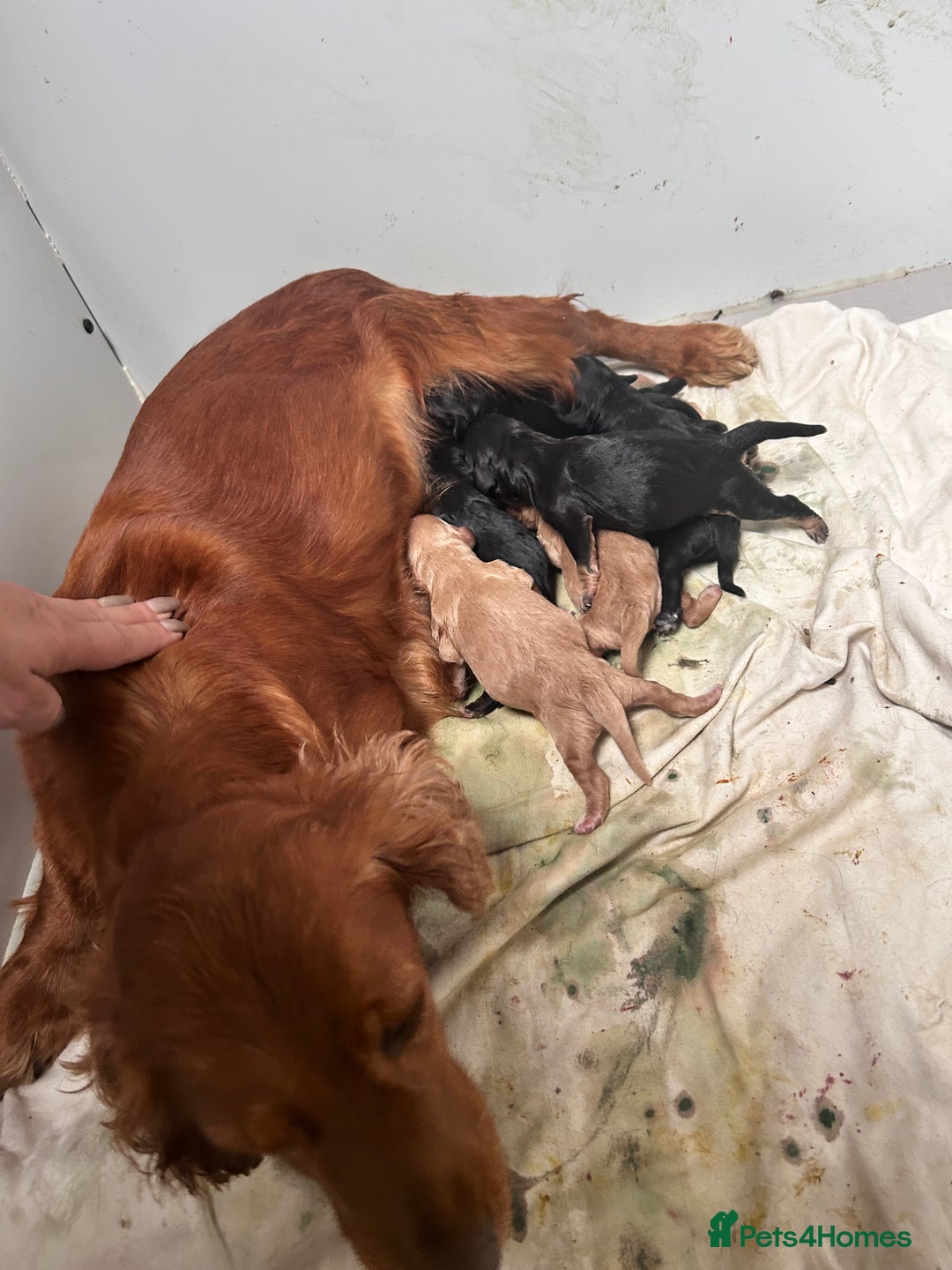 Cockapoo dogs for sale: Beautiful boy  - Advert 3