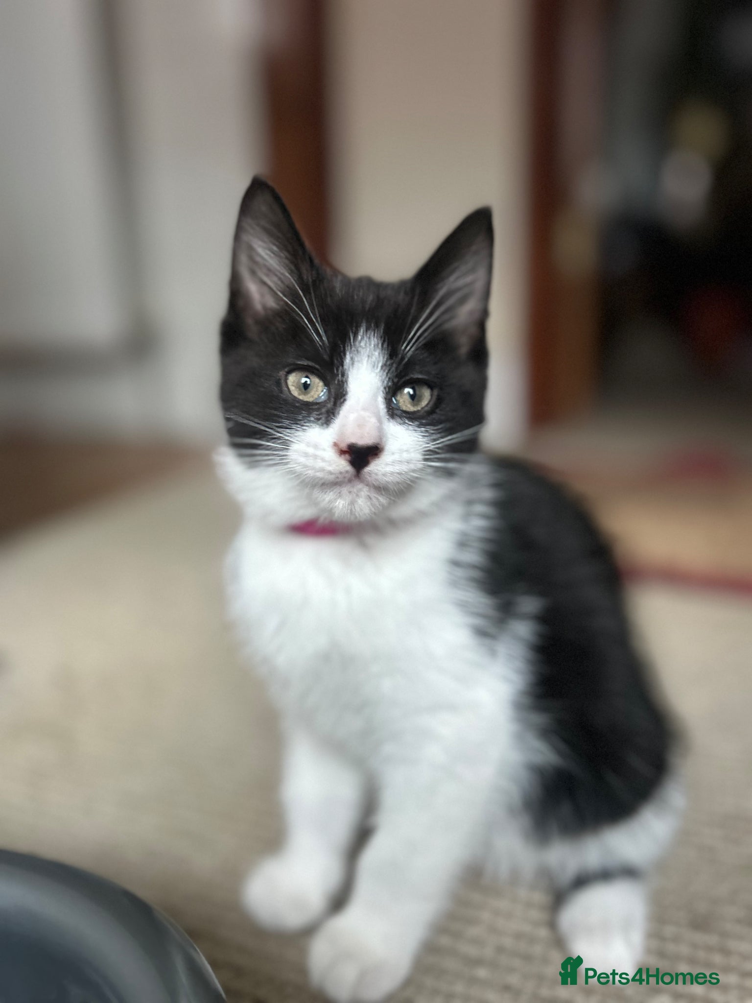 Mixed Breed cats Friendly playful kittens - Advert 11