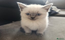 Ragdoll cats for sale: 1 boy 1 girl - Image 6