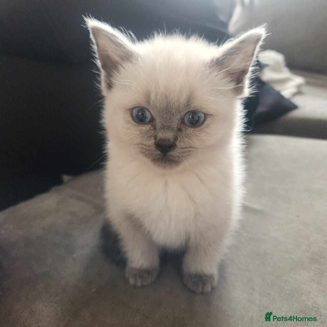 Ragdoll cats for sale: 1 boy 1 girl - Image 6