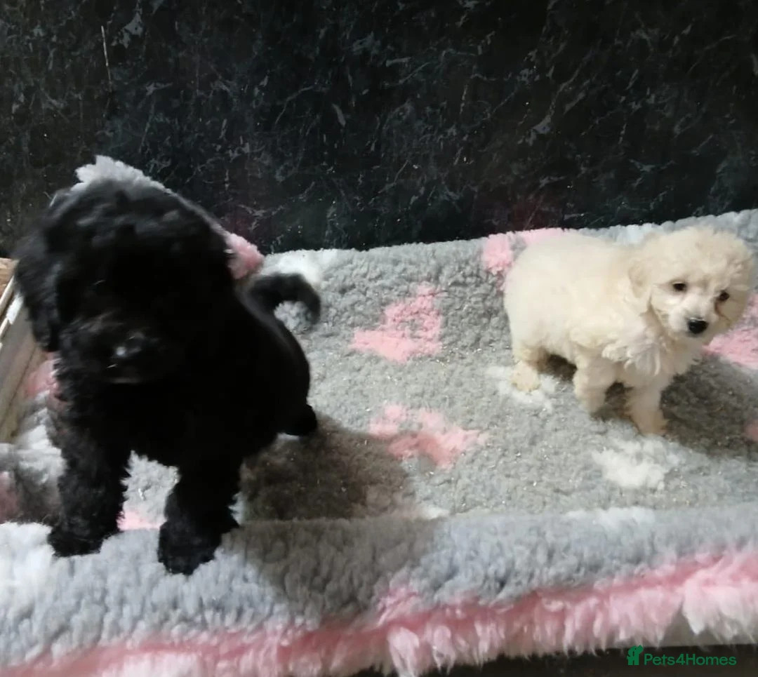 Cockapoo dogs for sale: Beautiful Cockapoos for sale - Advert 2